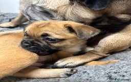 Mixed Breed dogs for sale: Pug Puppy  - Image 1