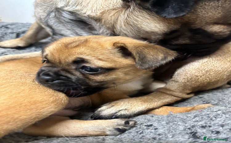 Mixed Breed dogs - Advert 4