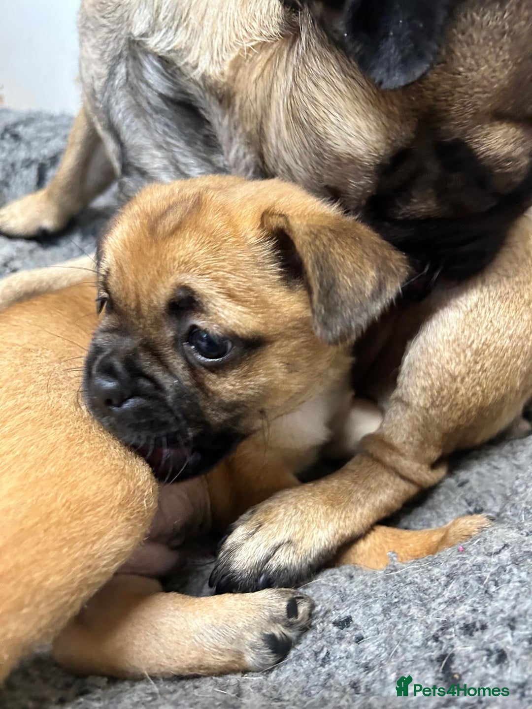 Mixed Breed dogs for sale: Pug Puppy  - Image 1