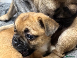 Mixed Breed dogs - Advert 16