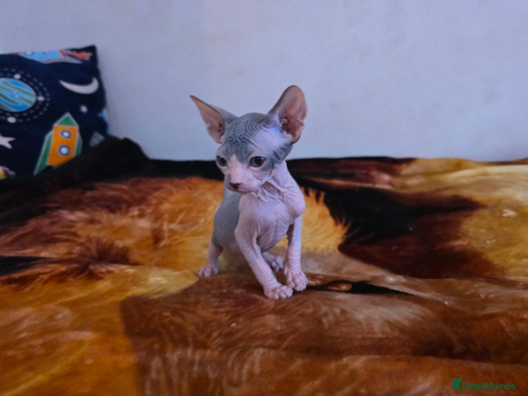 Mixed Breed cats for sale: Adorable Male Kitten – Sphynx x Devon Rex Cross - Advert 2
