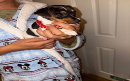 Jack Russell dogs for sale: Jack Russell Pure Breed Puppy’s  - Image 19