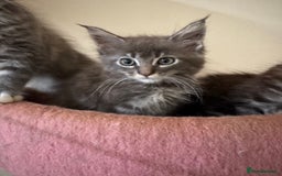 Maine Coon cats for sale: Beautiful GCCF kittens various colours - Image 8