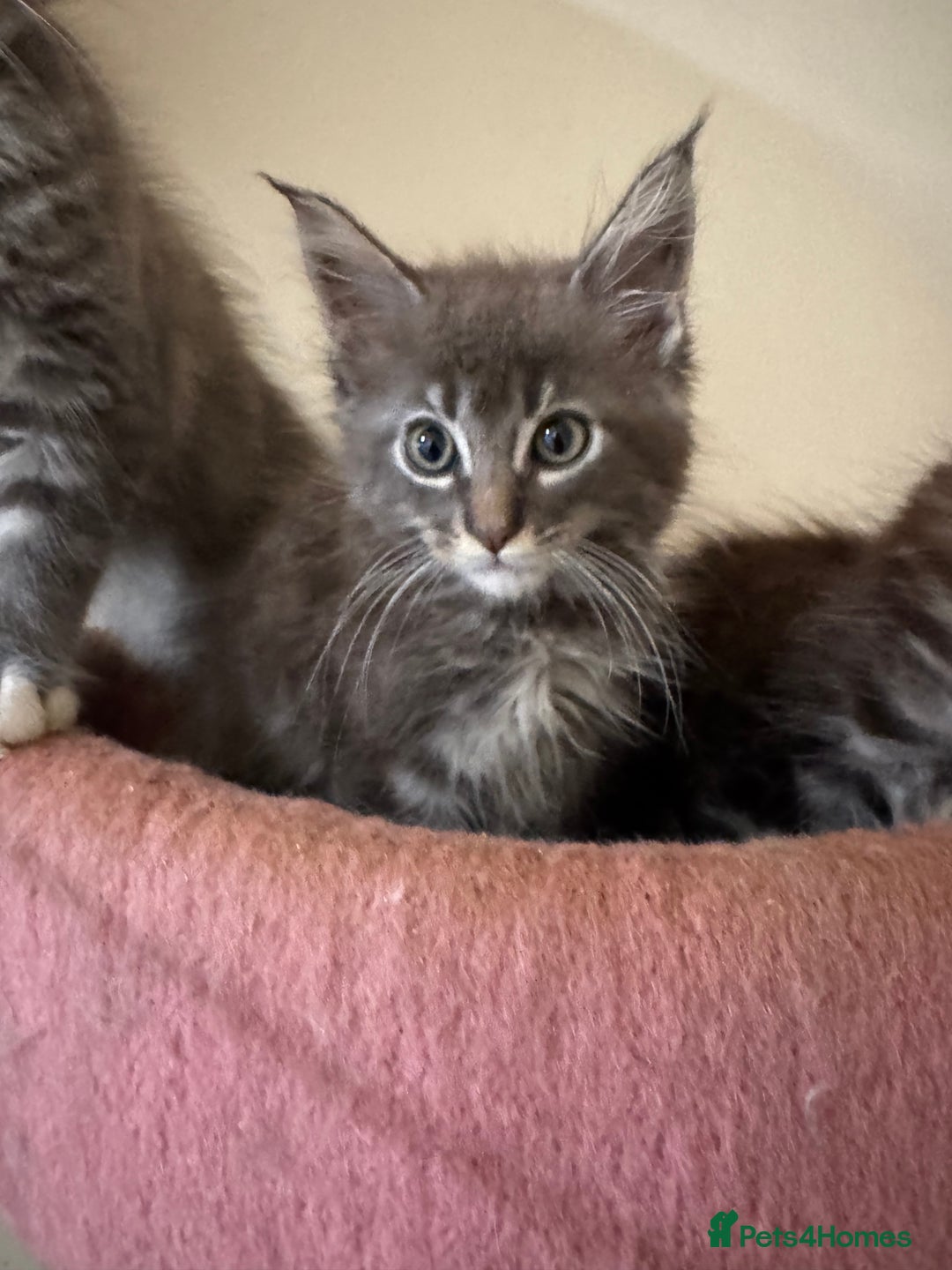 Maine Coon cats for sale: Beautiful GCCF kittens various colours - Image 8