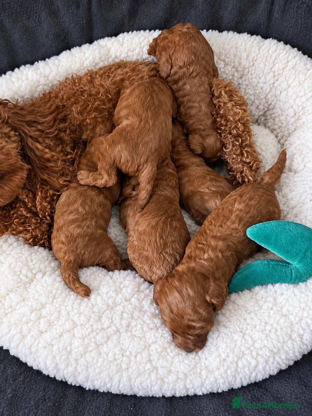 Toy Poodle dogs for sale: Red Toy Poodle 🐩  - Advert 1