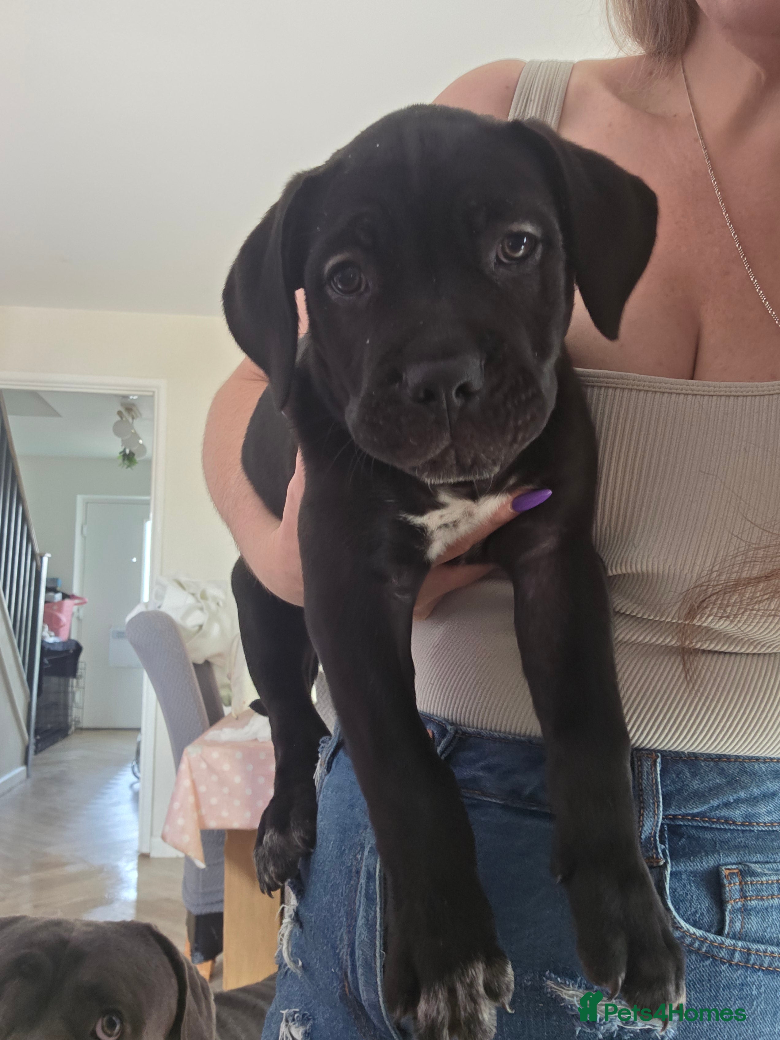 Cane Corso dogs READY FOR HOMES - Cane Corso Puppies  - Advert 2