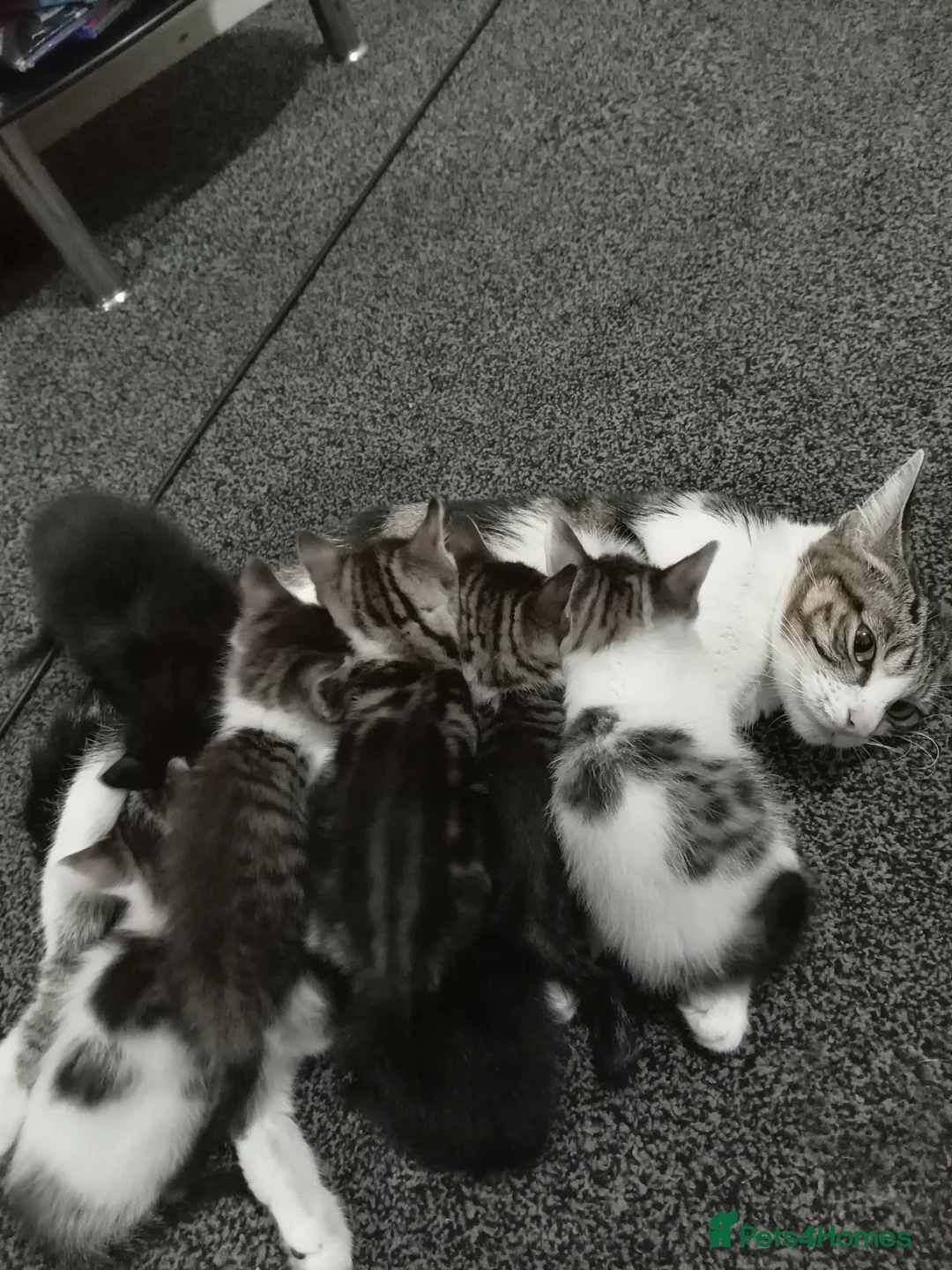 British Shorthair cats for sale: Adorable kitten looking for a forever home  - Advert 7