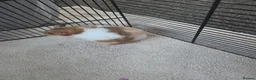Hamster rodents for sale: Hamster  in Rotherham - Advert 3