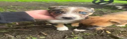 Mixed Breed dogs for sale: Malinios x Collie  in Barnoldswick - Advert 11