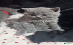 British Shorthair cats for sale: 2 beautiful British shorthair kittens for sale  - Image 9