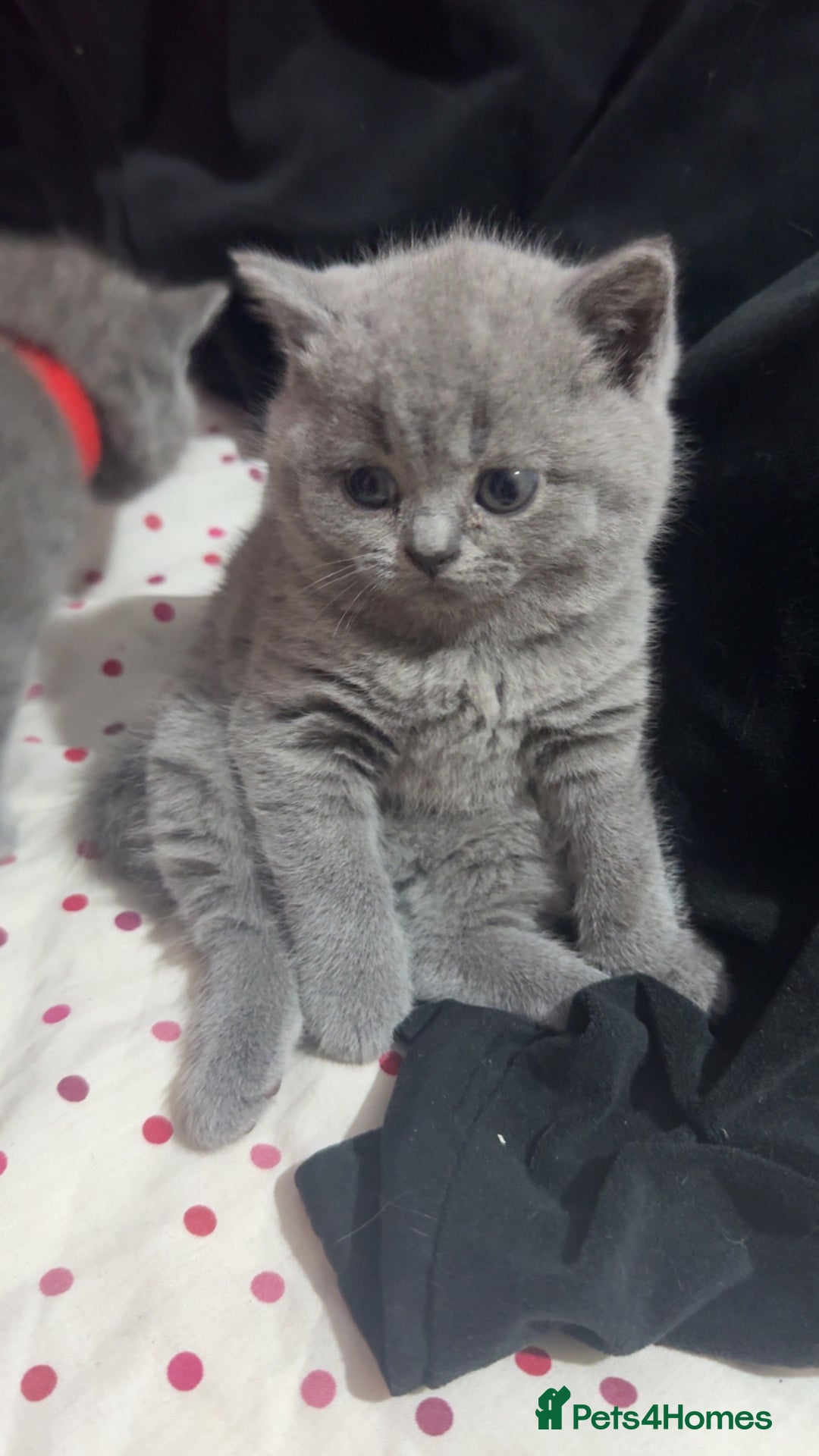 British Shorthair cats for sale: 2 beautiful British shorthair kittens for sale  - Image 9