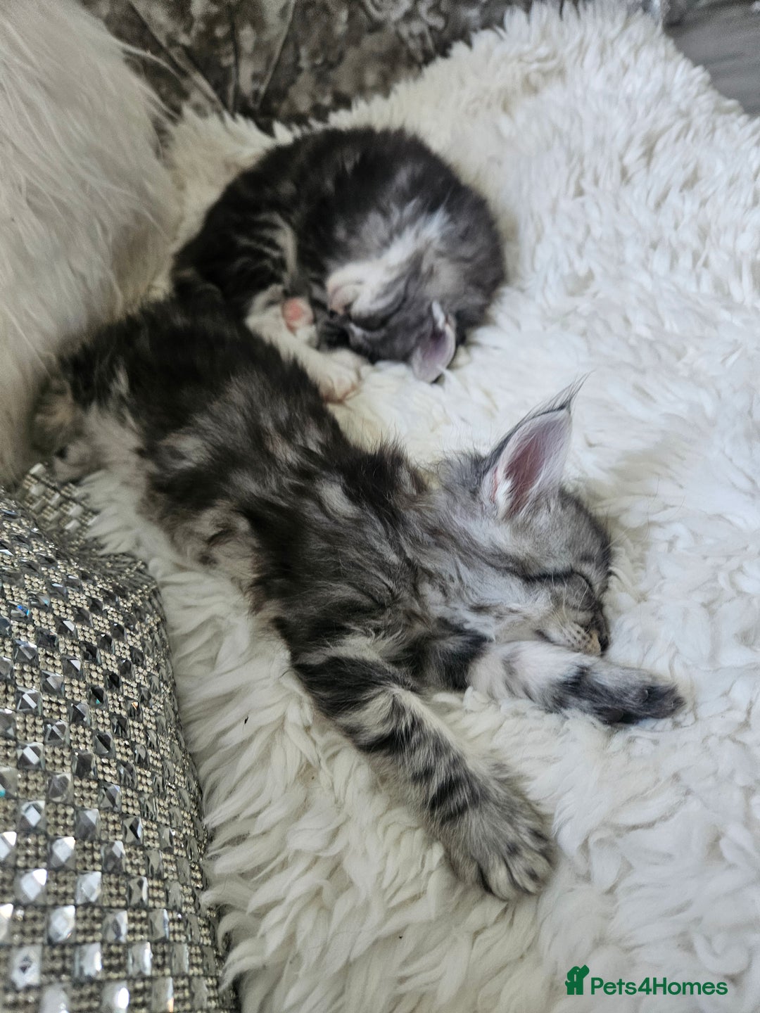 Maine Coon cats for sale: Gorgeous maincoon kittens - Image 4