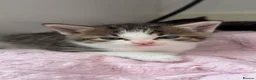 Mixed Breed cats for sale: Mixed Breed selection of kittens in Stratford-upon-Avon - Advert 2