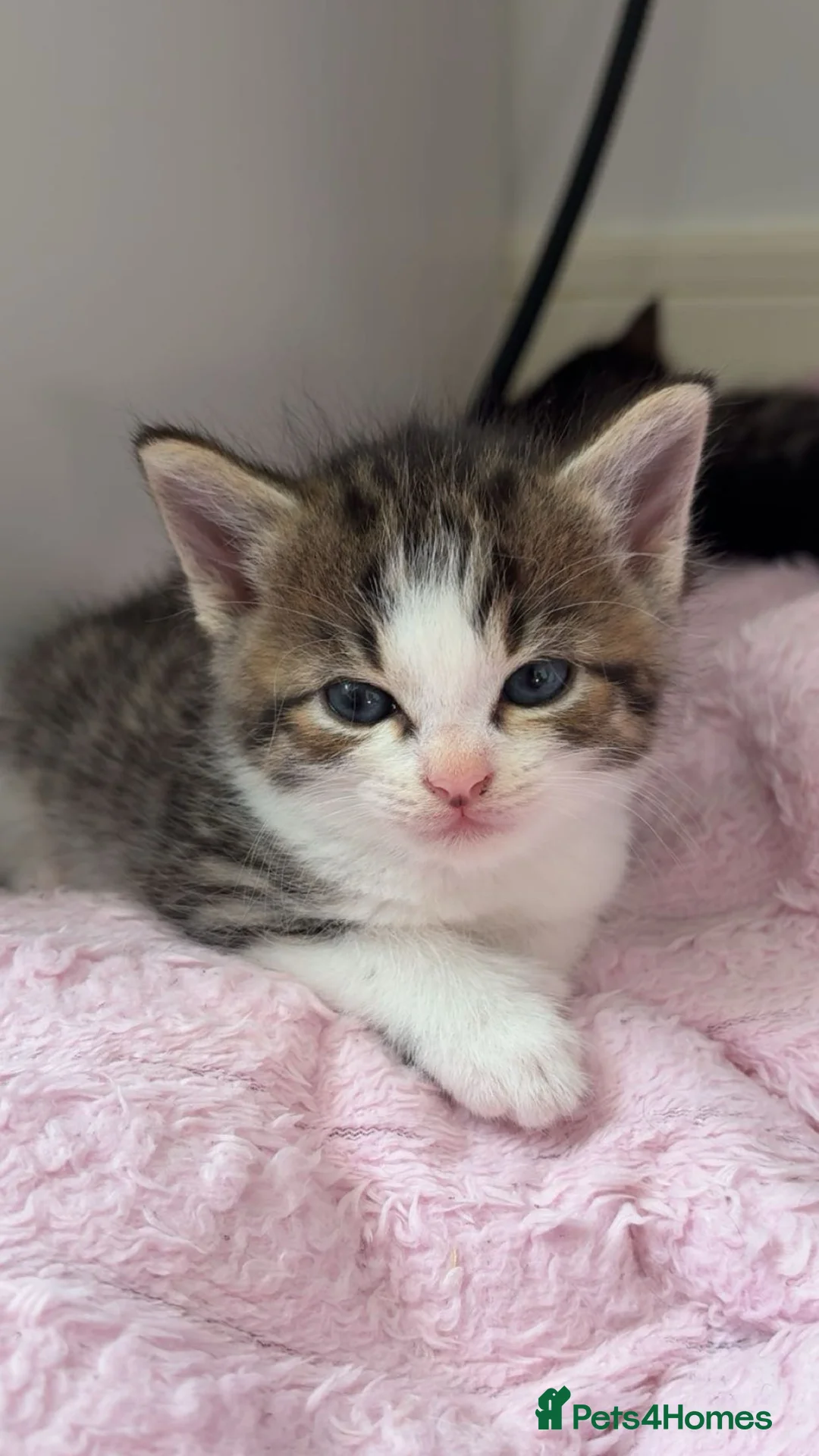 Mixed Breed cats for sale: Mixed Breed selection of kittens in Stratford-upon-Avon - Advert 2