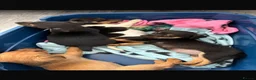 Jack Russell dogs for sale:  Jack Russell puppies for sale  - Advert 25