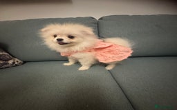 Pomeranian dogs for sale: Pomeranian girl - Image 6