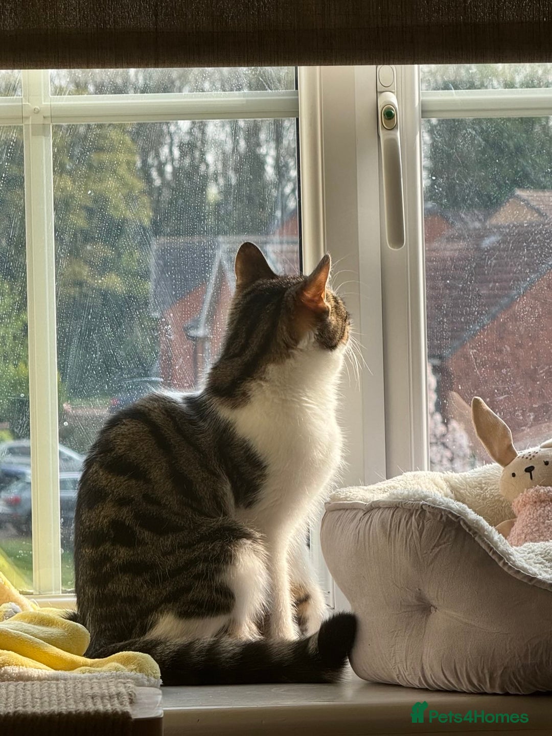 Domestic Shorthair cats for sale: Two Bonded Siblings for Sale - Advert 2