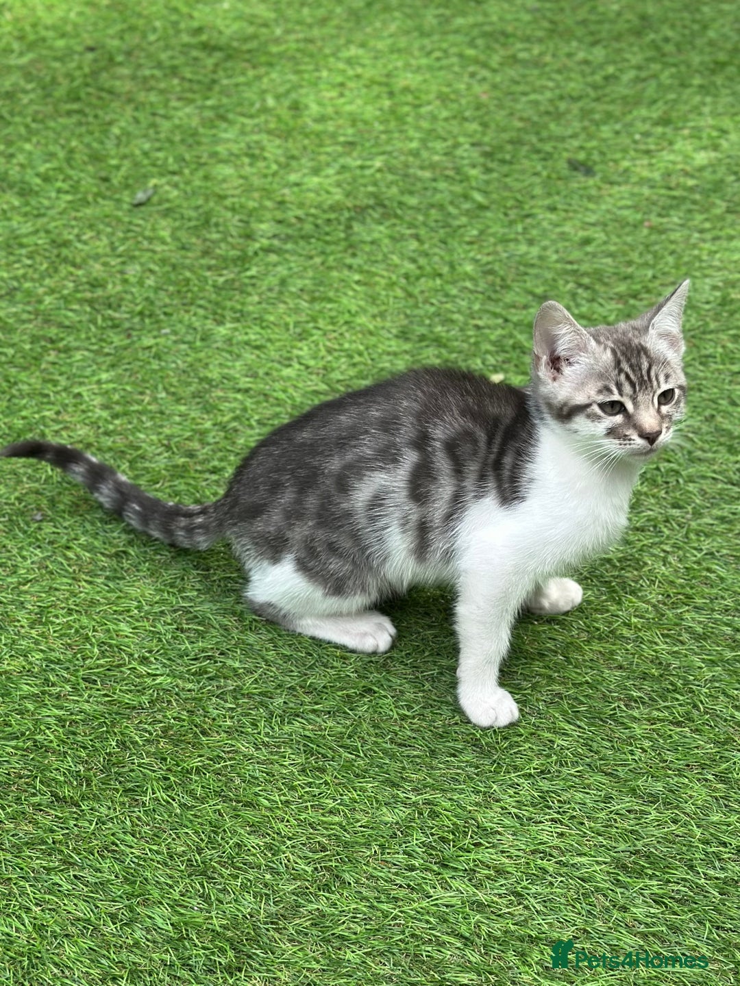 Mixed Breed cats for sale: Adorable Bengal Cross Kittens!! - Image 14
