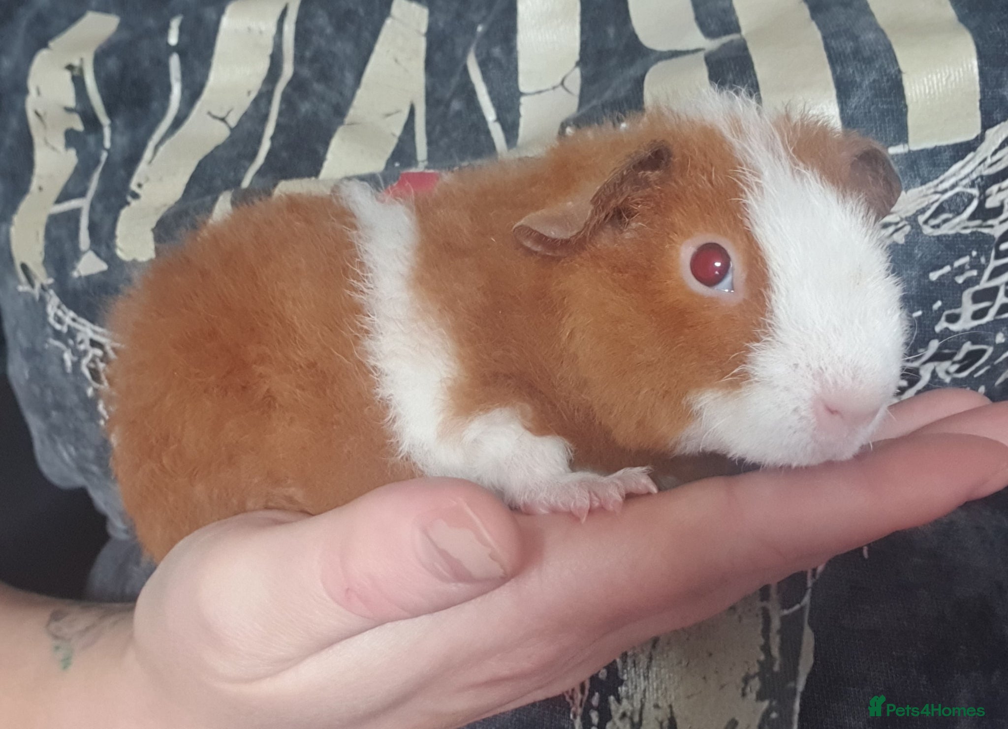 Guinea Pig rodents Beautiful guinea pigs  - Advert 2