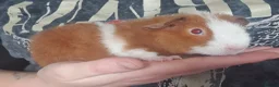 Guinea Pig rodents for sale: Beautiful guinea pigs  - Advert 2