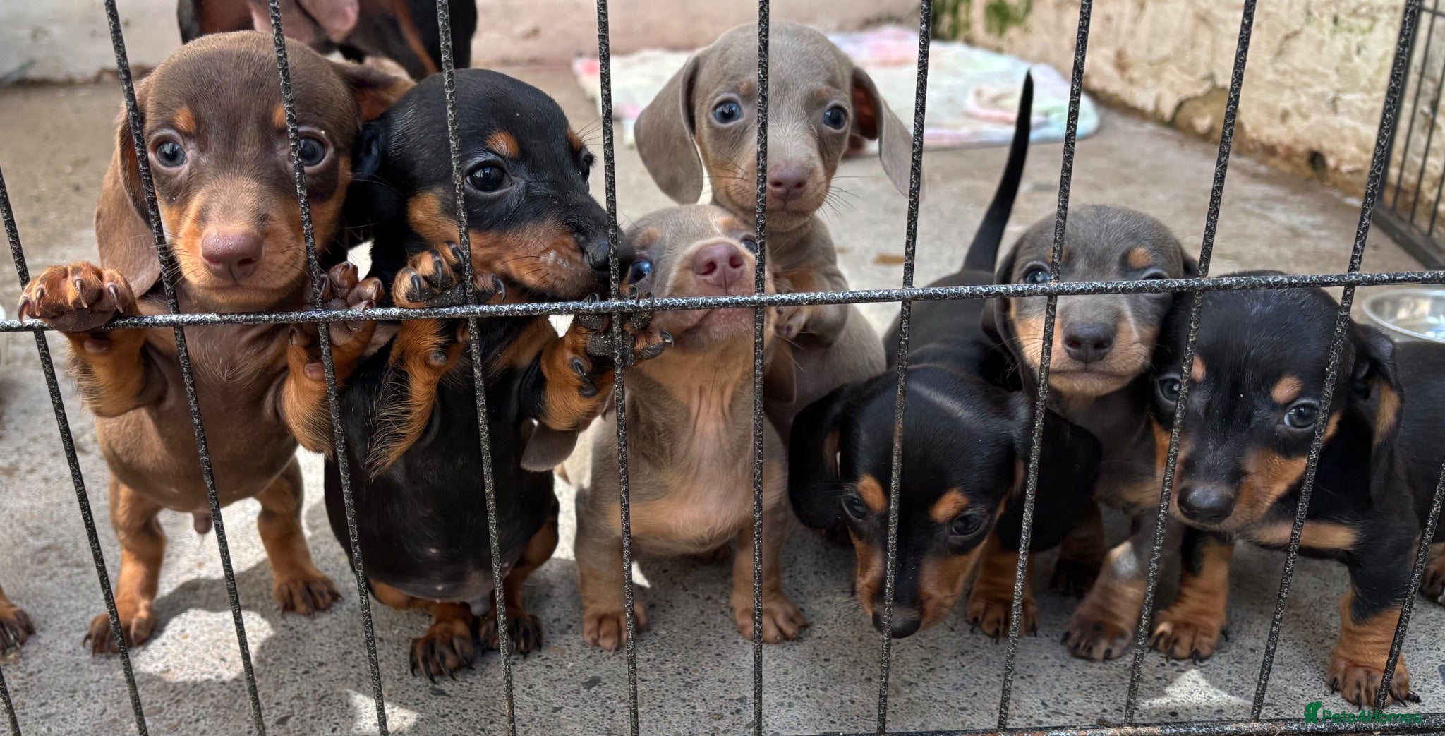 Miniature Dachshund dogs 5 miniature dacshunds puppies  - Advert 18
