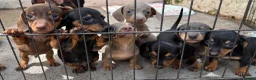 Miniature Dachshund dogs for sale: 5 miniature dacshunds puppies  - Advert 2