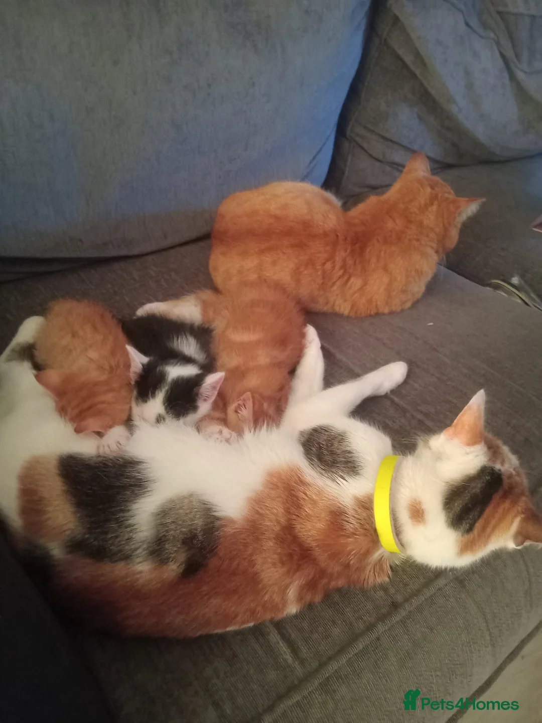 Mixed Breed cats for sale: Very playful social kittens for sale - Advert 1