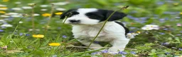 Tibetan Terrier dogs for sale: Stunning KC Reg Tibetan terrier puppies - Advert 4