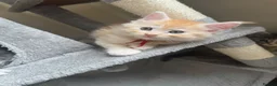 Maine Coon cats for sale: Pure mainecoon kittens DNA health tested parents.  - Advert 32