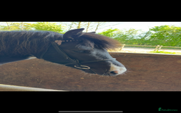 Dartmoor horses for sale: Luna  - Image 4