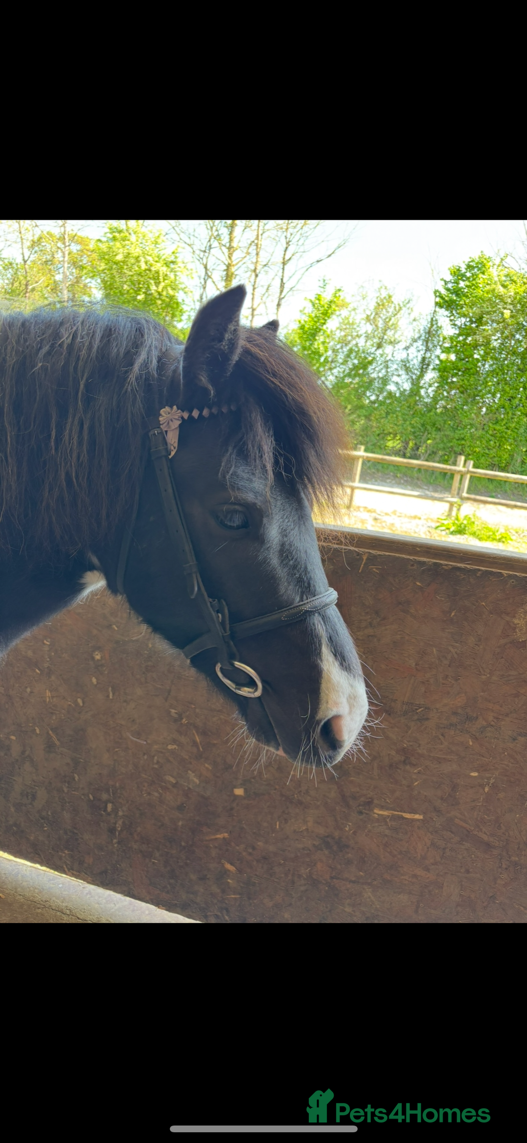 Dartmoor horses for sale: Luna  - Image 4