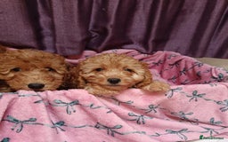 Cavapoo dogs for sale: Cavapoo puppy's  - Image 10