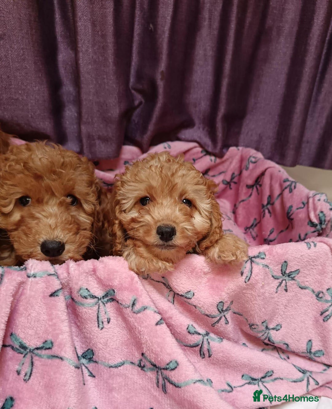 Cavapoo dogs for sale: Cavapoo puppy's  - Image 10