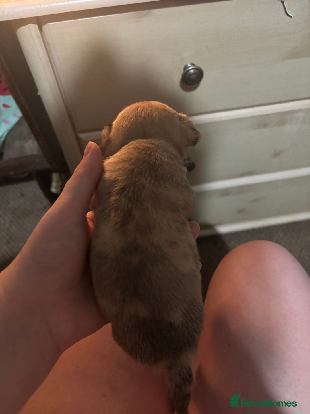 Chihuahua dogs for sale: Mixed litter of chihuahuas forsake  - Image 11