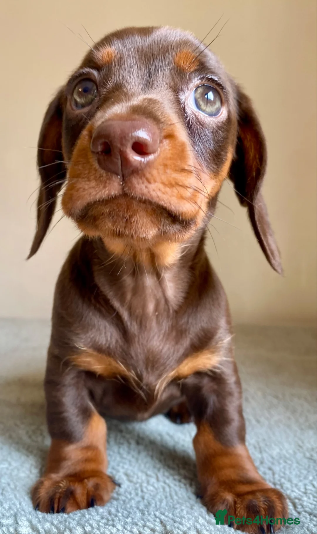 Miniature Dachshund dogs for sale: READY NOW 🩷 ONE FEMALE  - Advert 2