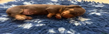 Miniature Dachshund 2