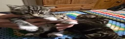 Bengal cats for sale: Beautiful Bengal Kittens For Sale  - Advert 3