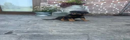 Rottweiler dogs for stud: 🎆FURY 🎆 in Shifnal - Advert 7
