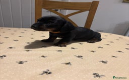 Miniature Dachshund dogs for sale: KC, PRA Clear Miniature Dachshund Puppies - Image 6