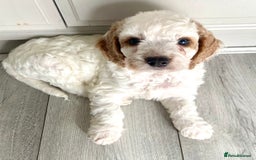 Cockapoo dogs for sale: Cockapoo puppies  - Image 3