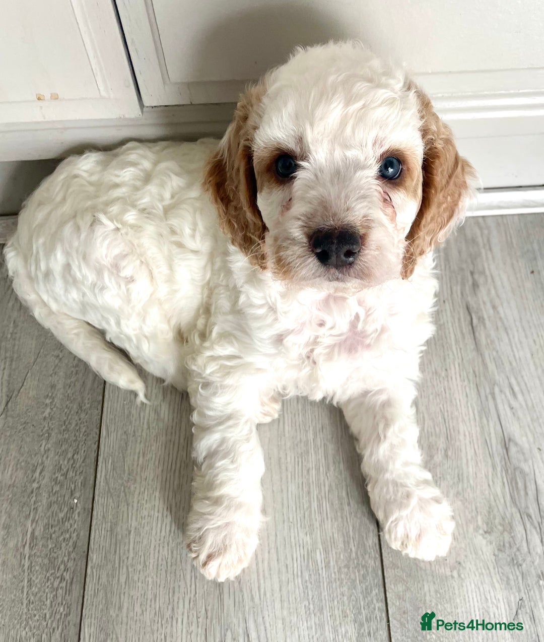 Cockapoo dogs for sale: Cockapoo puppies  - Image 3