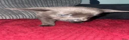 Sheprador dogs for sale: Beautiful pup available now - Advert 5