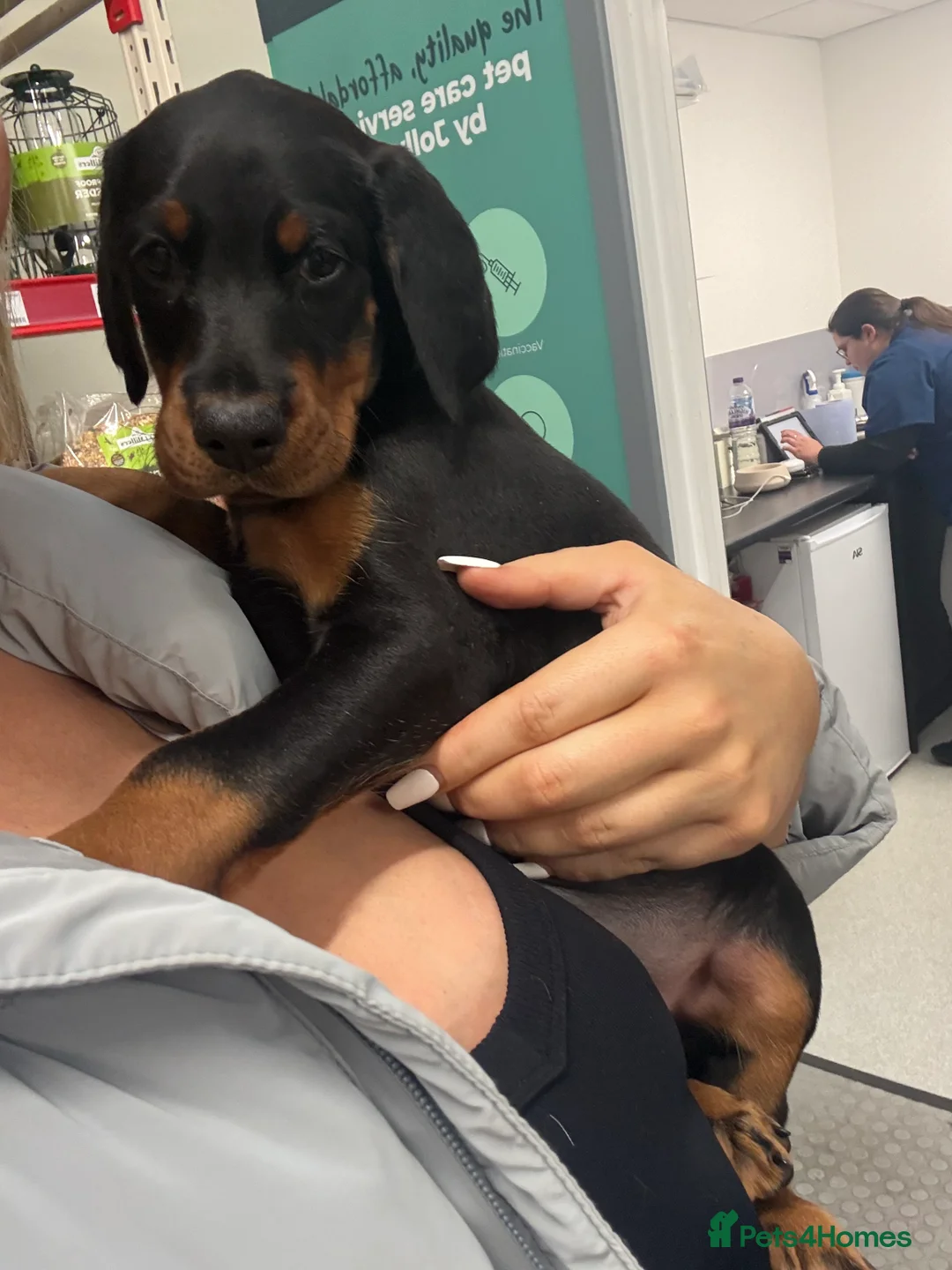 Dobermann dogs for sale: OUTSTANDING FULL EUROPEAN DOBERMAN - Advert 9