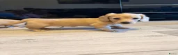 Dachshund dogs for stud: Long haired cream miniature dachshund for stud - Advert 4