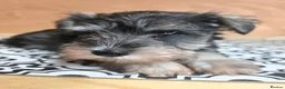 Miniature Schnauzer dogs for sale: Miniature schnauzer puppies - Advert 8