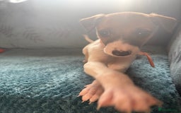 Whippet dogs for sale: 8 WHIPPET PUPPIES   - Image 34