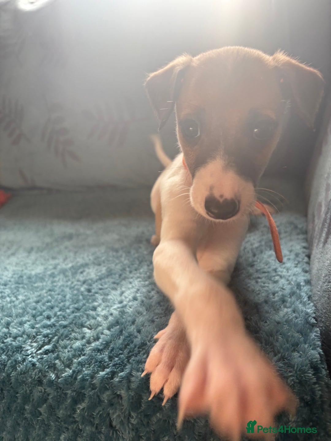 Whippet dogs for sale: 8 WHIPPET PUPPIES   - Image 34