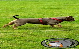 Olde English Bulldogge dogs for sale: Genetic Clear, Hip & Elbow Graded Breeding - Image 30