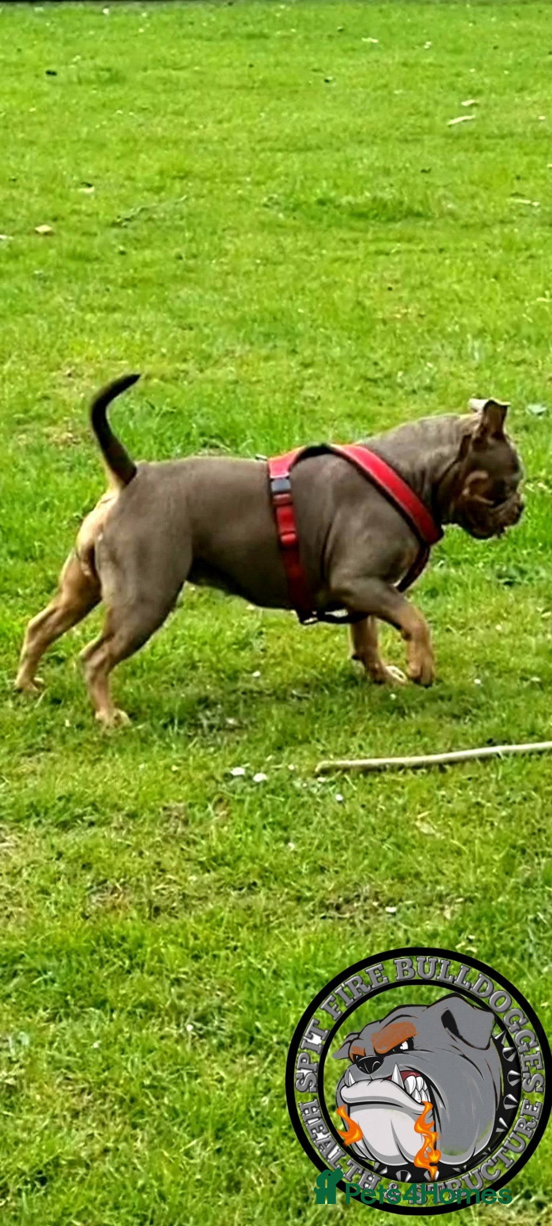 Olde English Bulldogge dogs for sale: Genetic Clear, Hip & Elbow Graded Breeding - Image 30