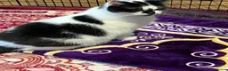 Mixed Breed cats for sale: Beautiful Cat- Rehoming  - Advert 9